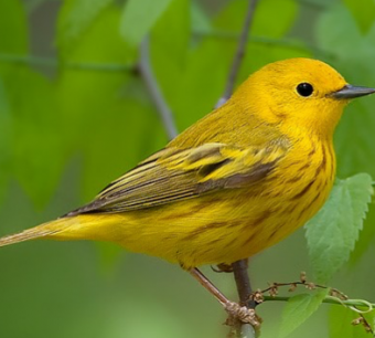 Yellow Warbler